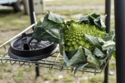 Petromax Roosterbakt.b.v Fe45 (40 Cm) -Bialettited Winkel image 412