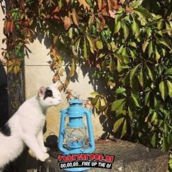 Original Feuerhand Stormlantaarn Pastel Blauw 9 Original Feuerhand Stormlantaarn Pastel Blauw -Bialettited Winkel image 676